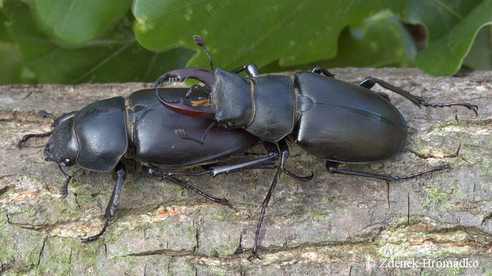 roháč obecný, Lucanus cervus, Scarabaeoidea, Lucanidae (Brouci, Coleoptera)