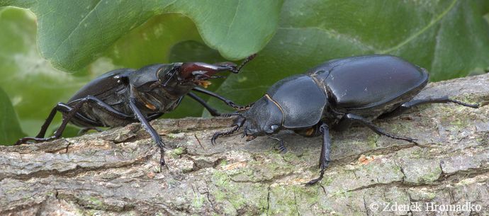 roháč obecný, Lucanus cervus, Scarabaeoidea, Lucanidae (Brouci, Coleoptera)