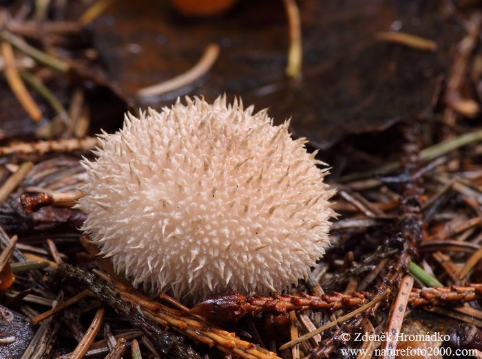 pýchavka ježatá, Lycoperdon echinatum, Lycoperdaceae (Houby, Fungi)