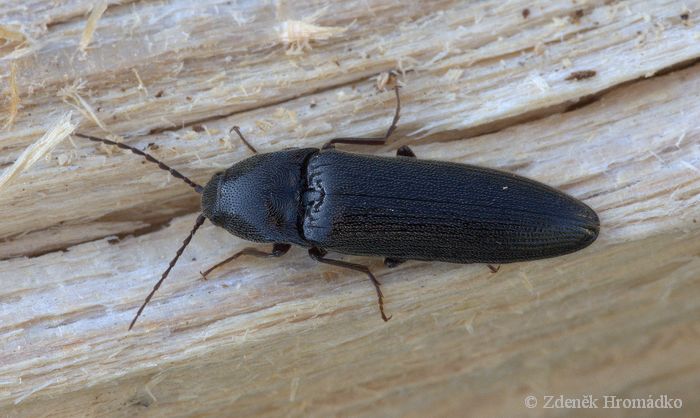 kovařík protáhlý, Melanotus villosus (Brouci, Coleoptera)