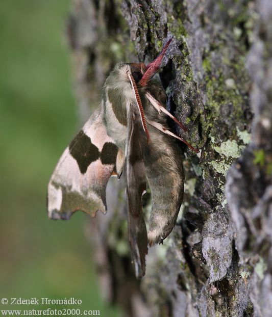 lišaj lipový, Mimas tiliae (Motýli, Lepidoptera)
