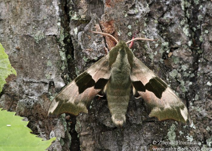 lišaj lipový, Mimas tiliae (Motýli, Lepidoptera)