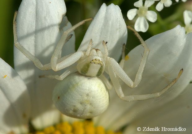 Crab Spider, Misumena vatia (Spiders, Arachnida)