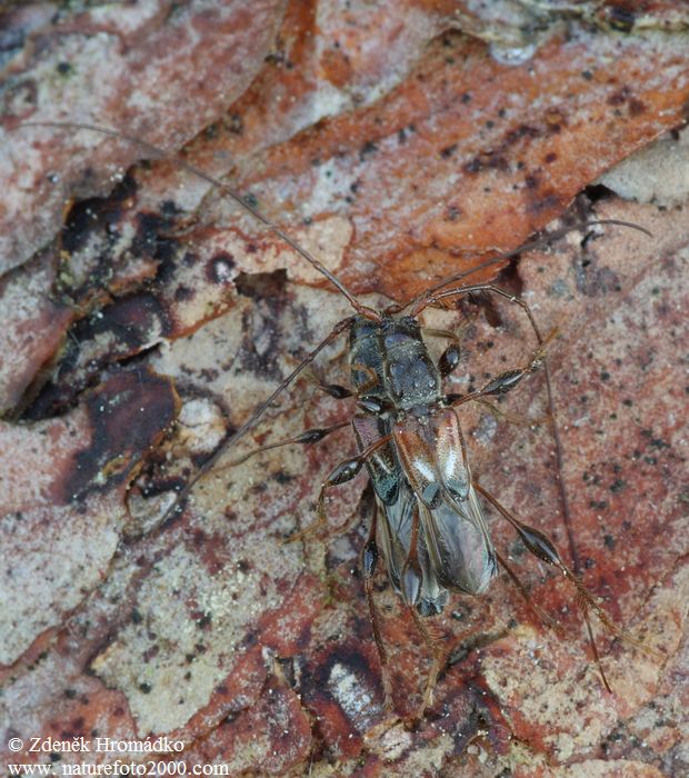 polokrovečník menší, Molorchus minor minor, Cerambycidae, Molorchini (Brouci, Coleoptera)