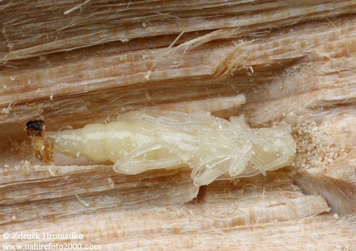 polokrovečník menší, Molorchus minor minor, Cerambycidae, Molorchini (Brouci, Coleoptera)