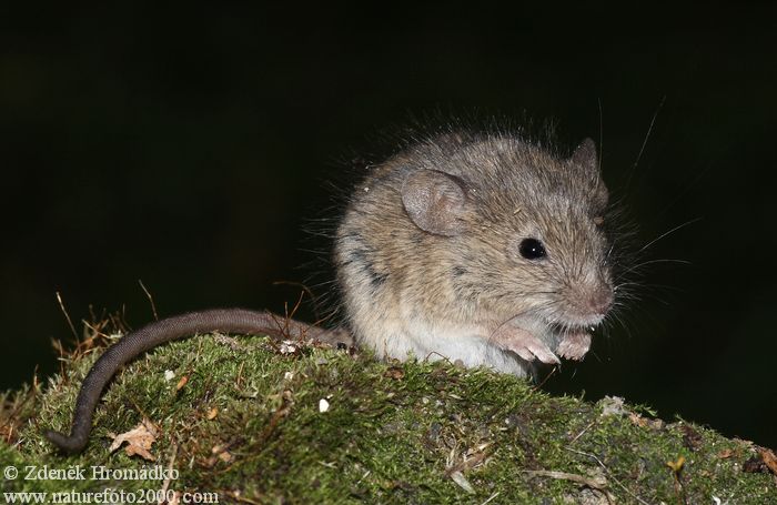 myš domácí, Mus musculus, Muridae (Savci, Mammalia)