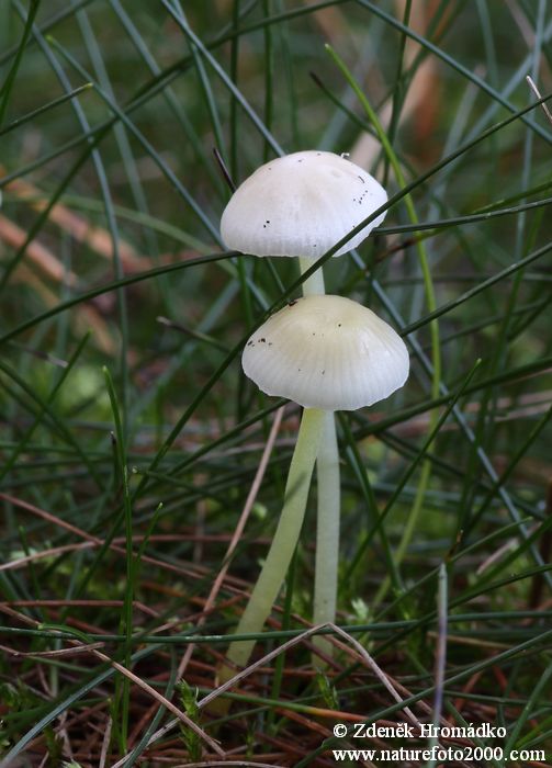 helmovka slizká, Mycena epipterygia, Mycenaceae (Houby, Fungi)