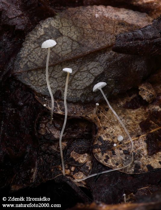 helmovka mnohobratrá, Mycena polyadelpha, Mycenaceae (Houby, Fungi)