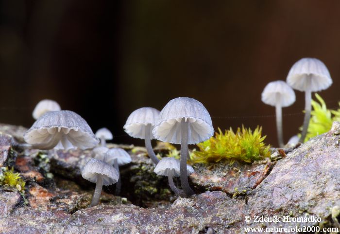 helmovka koromilná, Mycena pseudocorticola, Mycenaceae (Houby, Fungi)