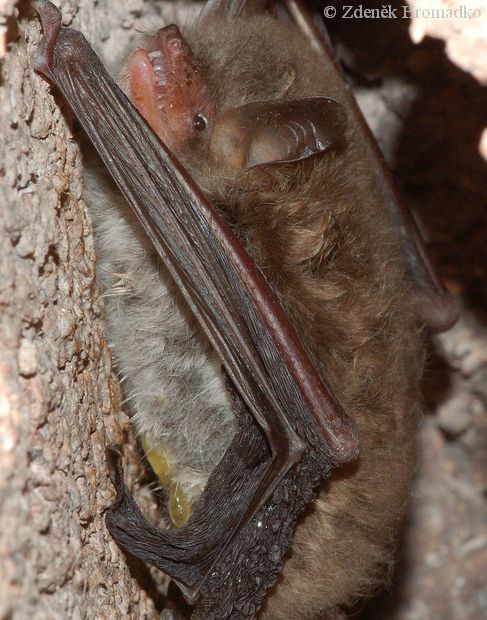 Daubenton's Bat, Myotis daubentonii, Vespertilionidae, Chiroptera (Mammals, Mammalia)