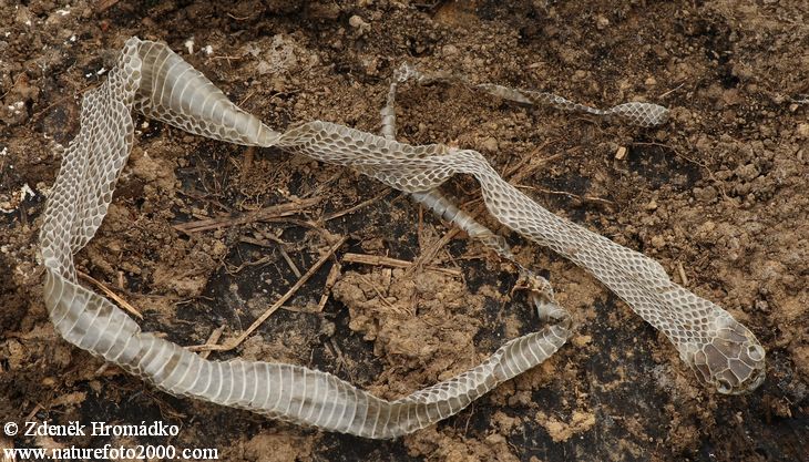 Grass snake Ringe, Natrix natrix (Reptiles, Reptilia)