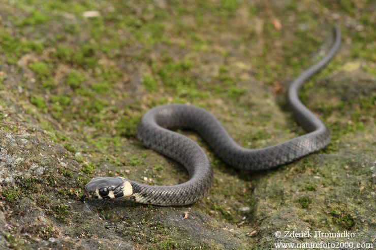 Grass snake Ringe, Natrix natrix (Reptiles, Reptilia)