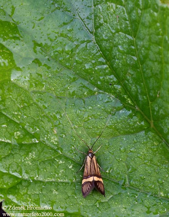 Adéla pestrá, Nemophora degeerella (Motýli, Lepidoptera)