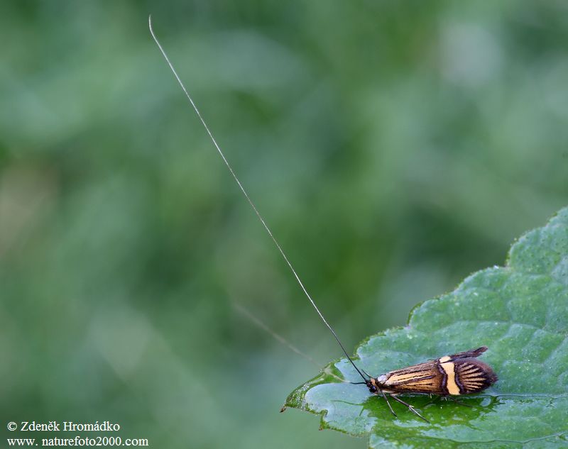 Adéla pestrá, Nemophora degeerella (Motýli, Lepidoptera)