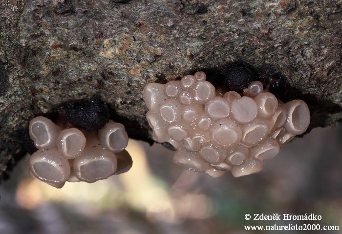 rosoloklihatka čirá, Neobulgaria pura, Helotiaceae (Houby, Fungi)