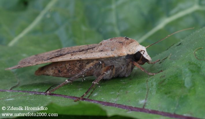 osenice šťovíková, Noctua pronuba (Motýli, Lepidoptera)