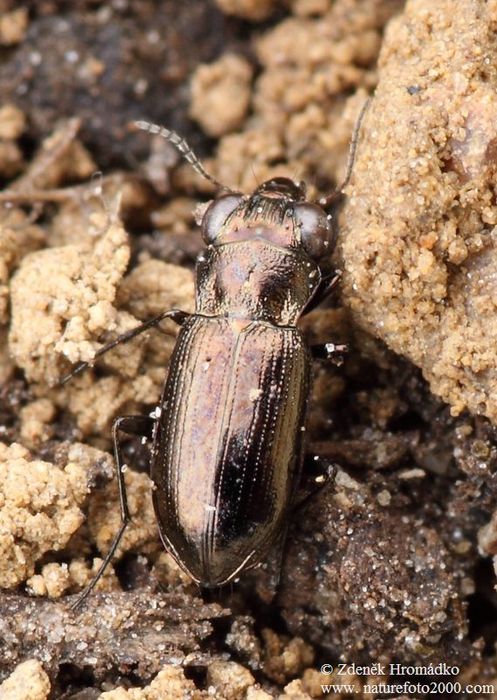 vláhomil dvouskvrnný, Notiophilus biguttatus (Fabricius, 1779), Carabidae, Notiophilini (Brouci, Coleoptera)