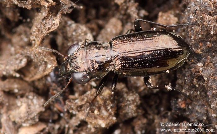 vláhomil, Notiophilus aquaticus, Carabidae, Notiophilini (Brouci, Coleoptera)