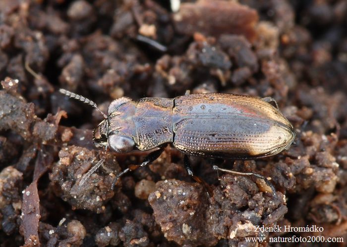 vláhomil, Notiophilus biguttatus, Carabidae, Notiophilini (Brouci, Coleoptera)