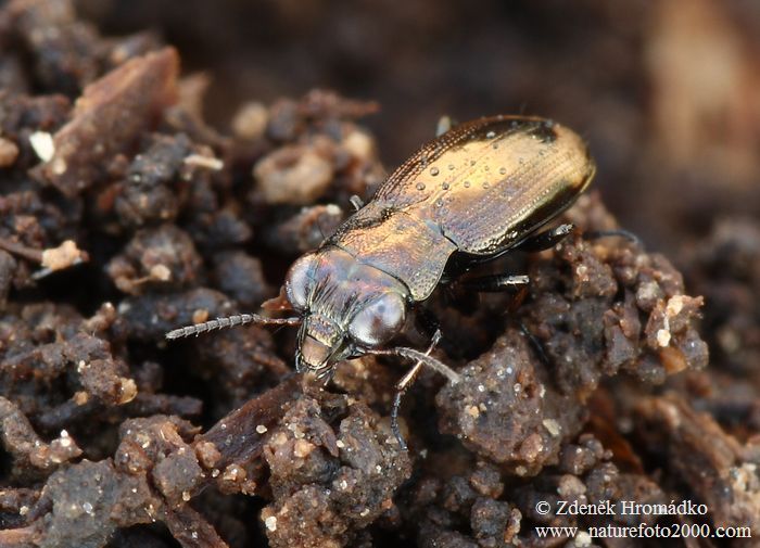 vláhomil, Notiophilus biguttatus, Carabidae, Notiophilini (Brouci, Coleoptera)
