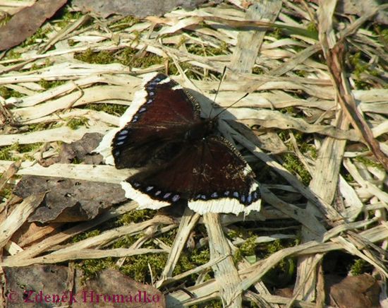 Babočka osiková, Nymphalis antiopa (Motýli, Lepidoptera)