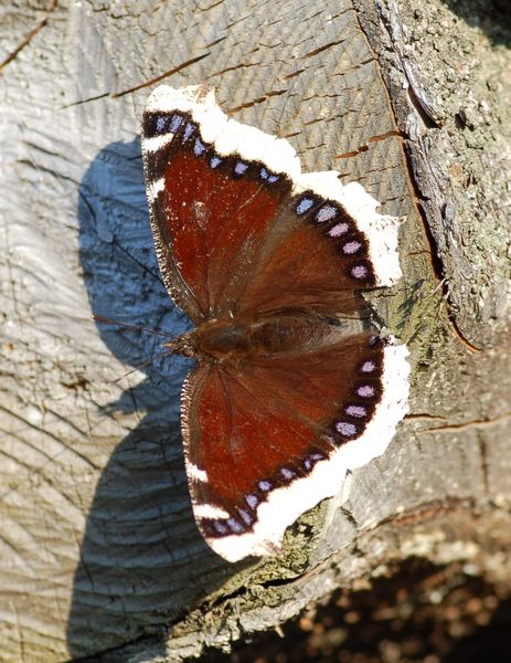 Babočka osiková, Nymphalis antiopa (Motýli, Lepidoptera)