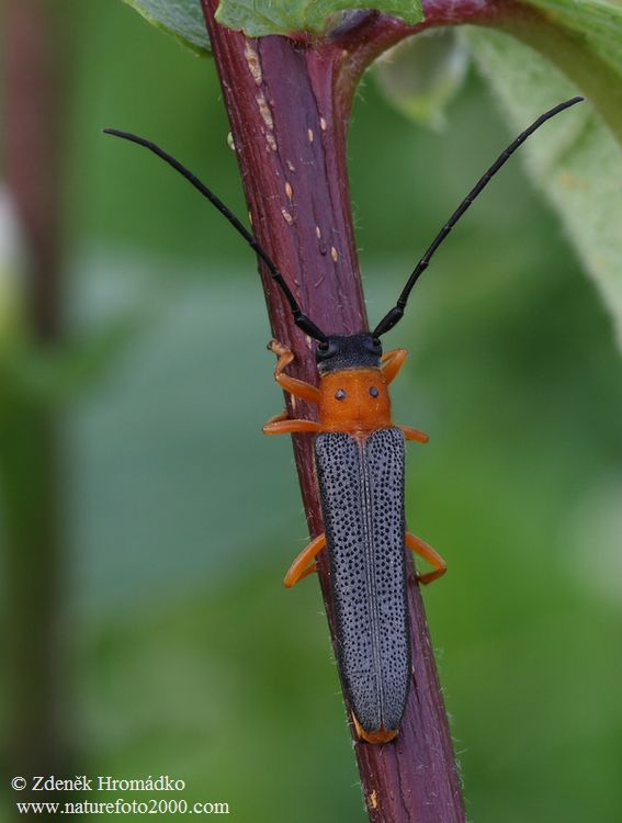 kozlíček dvojtečný, Oberea oculata, Cerambycidae, Phytoeciini (Brouci, Coleoptera)