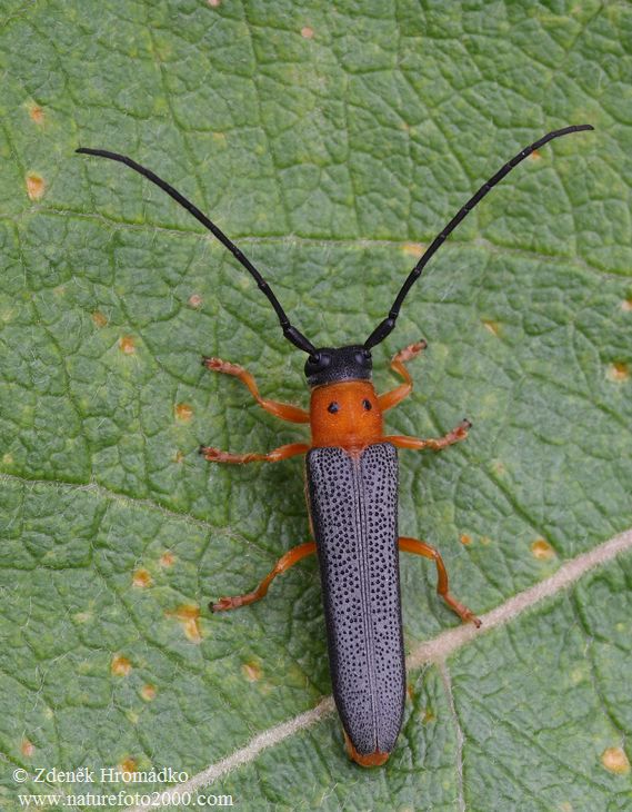 kozlíček dvojtečný, Oberea oculata, Cerambycidae, Phytoeciini (Brouci, Coleoptera)