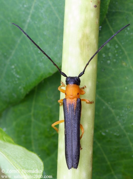 kozlíček, Oberea pupillata, Cerambycidae, Phytoeciini (Brouci, Coleoptera)