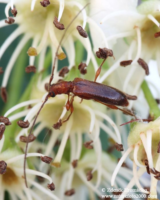 tesařík, Obrium brunneum, Cerambycidae, Obriini (Brouci, Coleoptera)