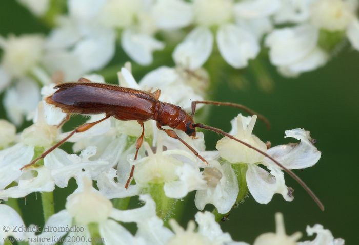 tesařík, Obrium brunneum, Cerambycidae, Obriini (Brouci, Coleoptera)