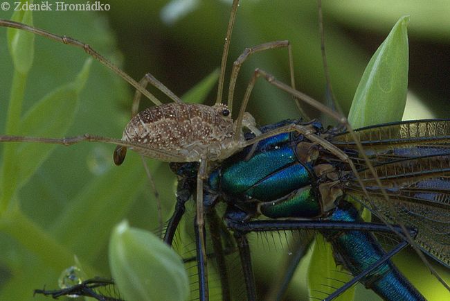sekáč domácí, Opilio parietinus (Pavouci, Arachnida)