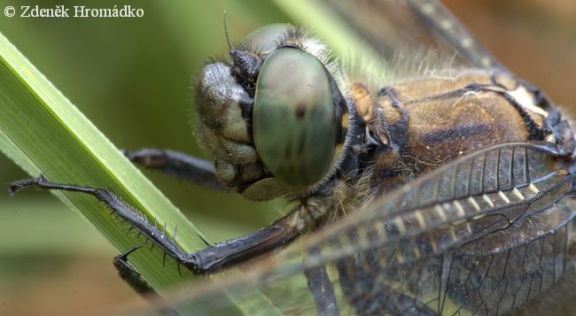 Vážka černořitná, Orthetrum cancellatum (Vážky, Odonata)