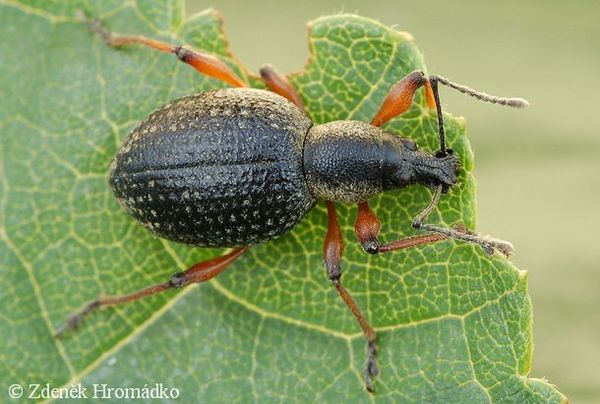 lalokonosec černý, Otiorhynchus niger (Brouci, Coleoptera)