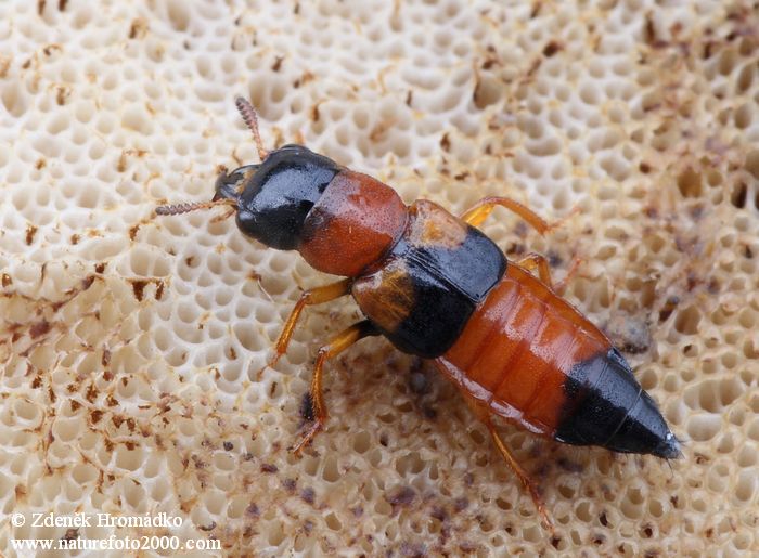 Oxyporus rufus, Oxyporus rufus (Brouci, Coleoptera)