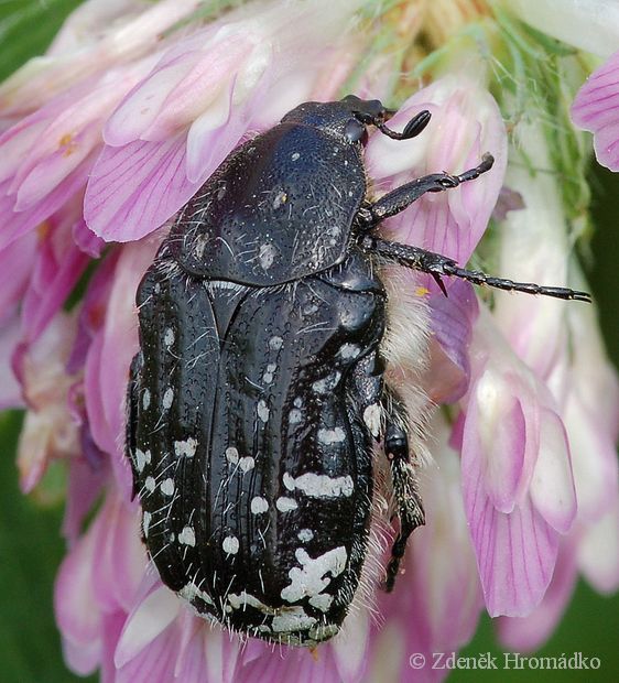 zlatohlávek tmavý, Oxythyrea funesta, Scarabaeoidea,Cetoniidae (Brouci, Coleoptera)
