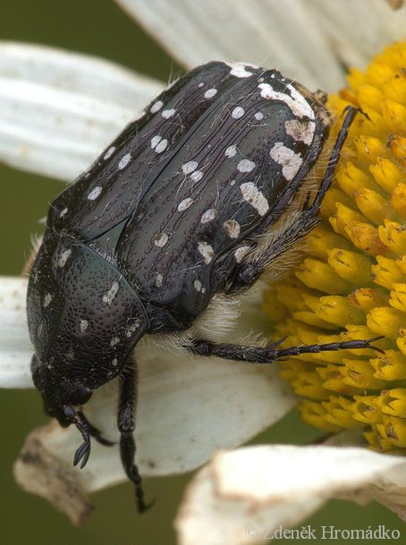 zlatohlávek tmavý, Oxythyrea funesta, Scarabaeoidea,Cetoniidae (Brouci, Coleoptera)