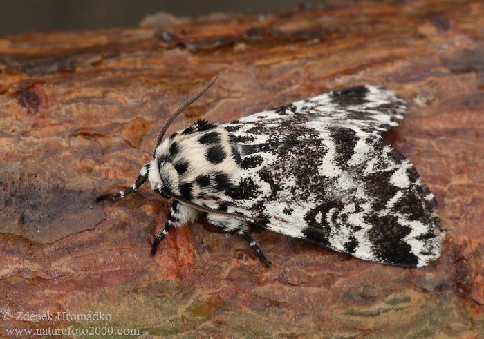 běloskvrnka smrková, Panthea coenobita (Motýli, Lepidoptera)