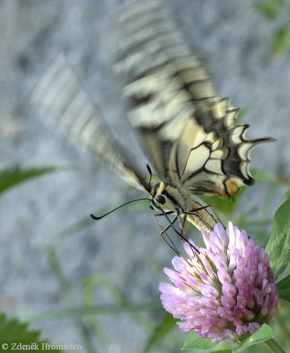 otakárek fenyklový, Papilio machaon (Motýli, Lepidoptera)