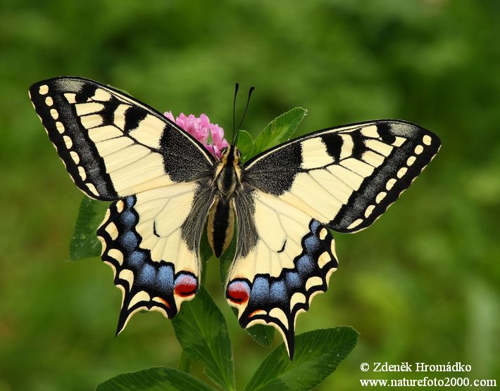 otakárek fenyklový, Papilio machaon (Motýli, Lepidoptera)
