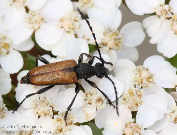 tesařík, Paracorymbia maculicornis, Cerambycidae, Lepturini (Brouci, Coleoptera)