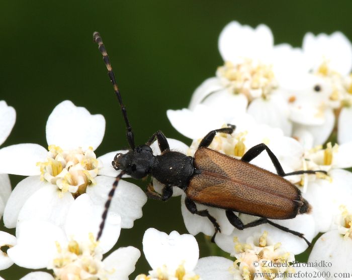 tesařík, Paracorymbia maculicornis, Cerambycidae, Lepturini (Brouci, Coleoptera)