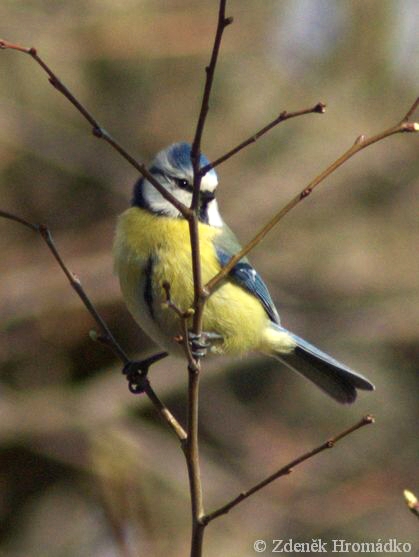 sýkora modřinka, Parus caeruleus (Ptáci, Aves)