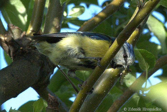sýkora modřinka, Parus caeruleus (Ptáci, Aves)