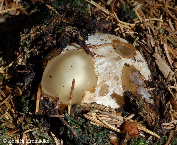 hadovka smrdutá, Phallus impudicus, Phallaceae (Houby, Fungi)