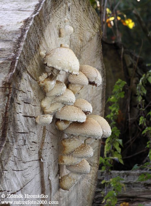 šupinovka zhoubná, Pholiota populnea, Strophariaceae (Houby, Fungi)