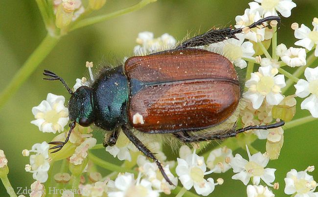 listokaz zahradní, Phyllopertha horticola, Scarabaeoidea, Rutelidae (Brouci, Coleoptera)