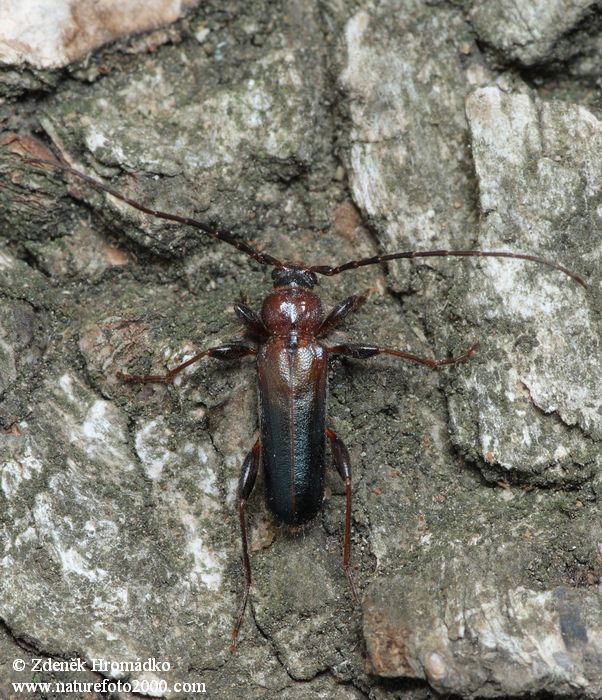 tesařík skladištní, Phymatodes testaceus, Cerambycidae, Callidiini (Brouci, Coleoptera)