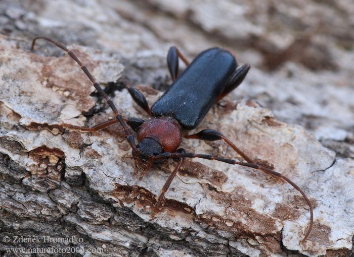 tesařík skladištní, Phymatodes testaceus, Cerambycidae, Callidiini (Brouci, Coleoptera)