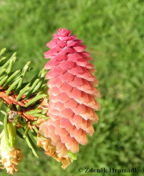 Norway Spruce, Picea abies (Trees, Dendron)